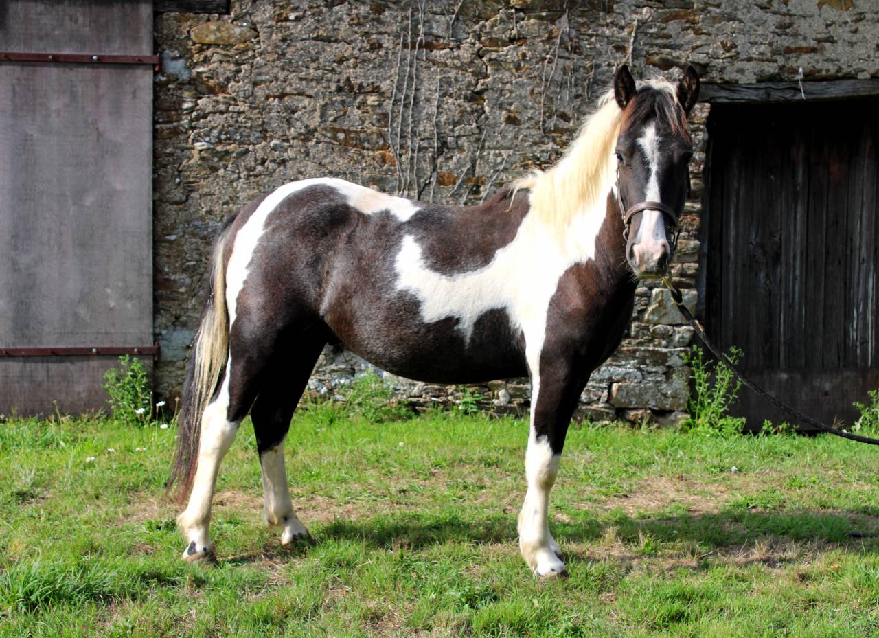 Gelding Other Pony Breed For sale 2023 Coloured