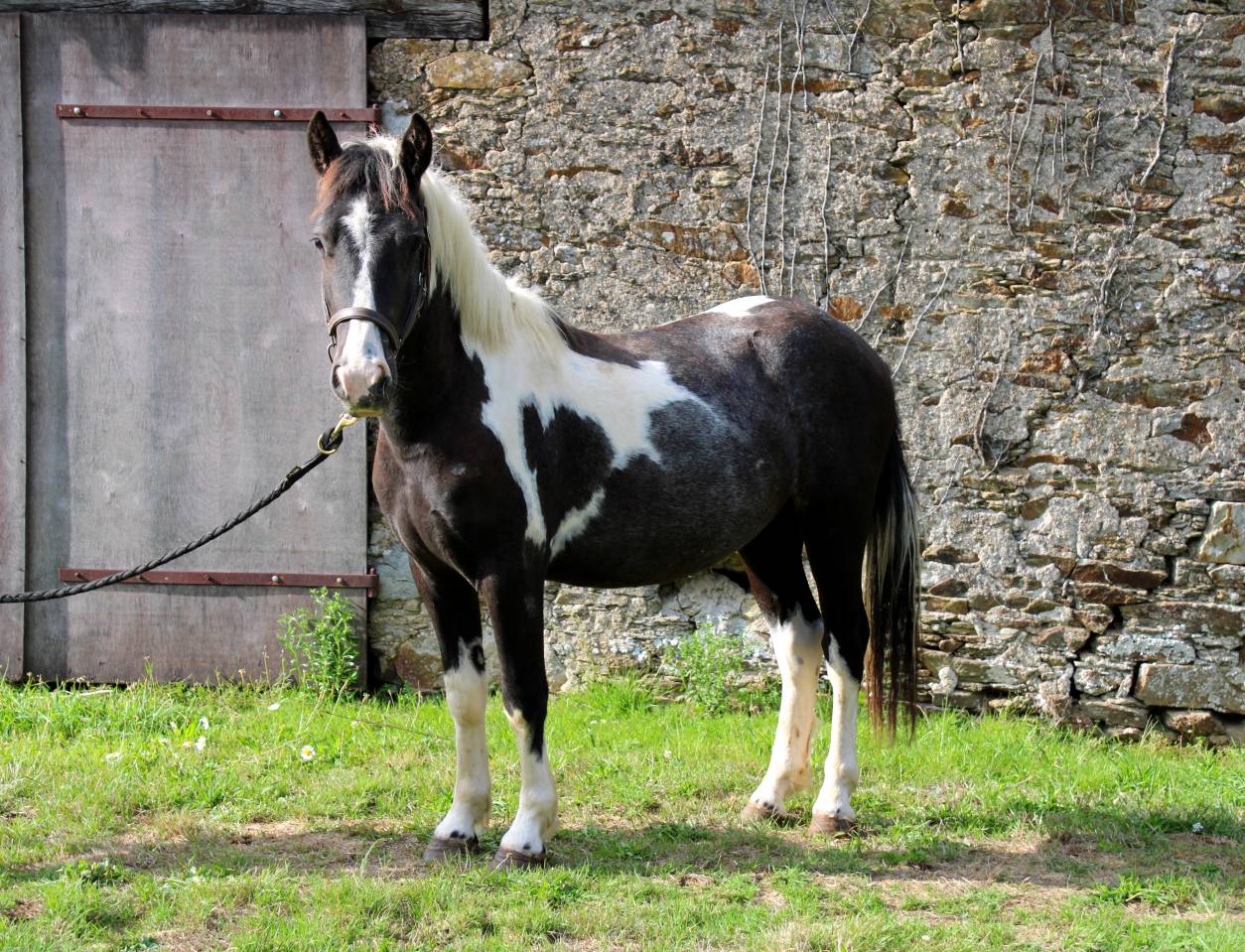 Gelding Other Pony Breed For sale 2023 Coloured