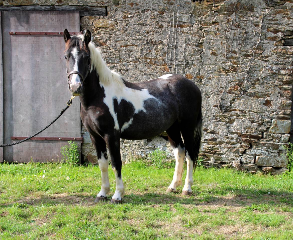 Gelding Other Pony Breed For sale 2023 Coloured