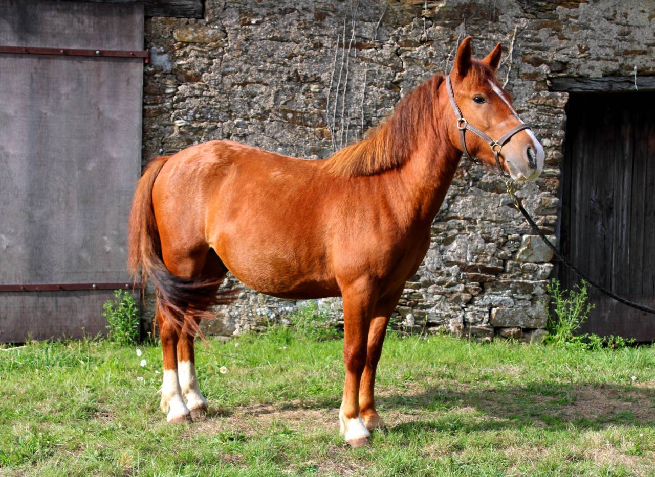 Gelding Other Pony Breed For sale 2023 Coloured