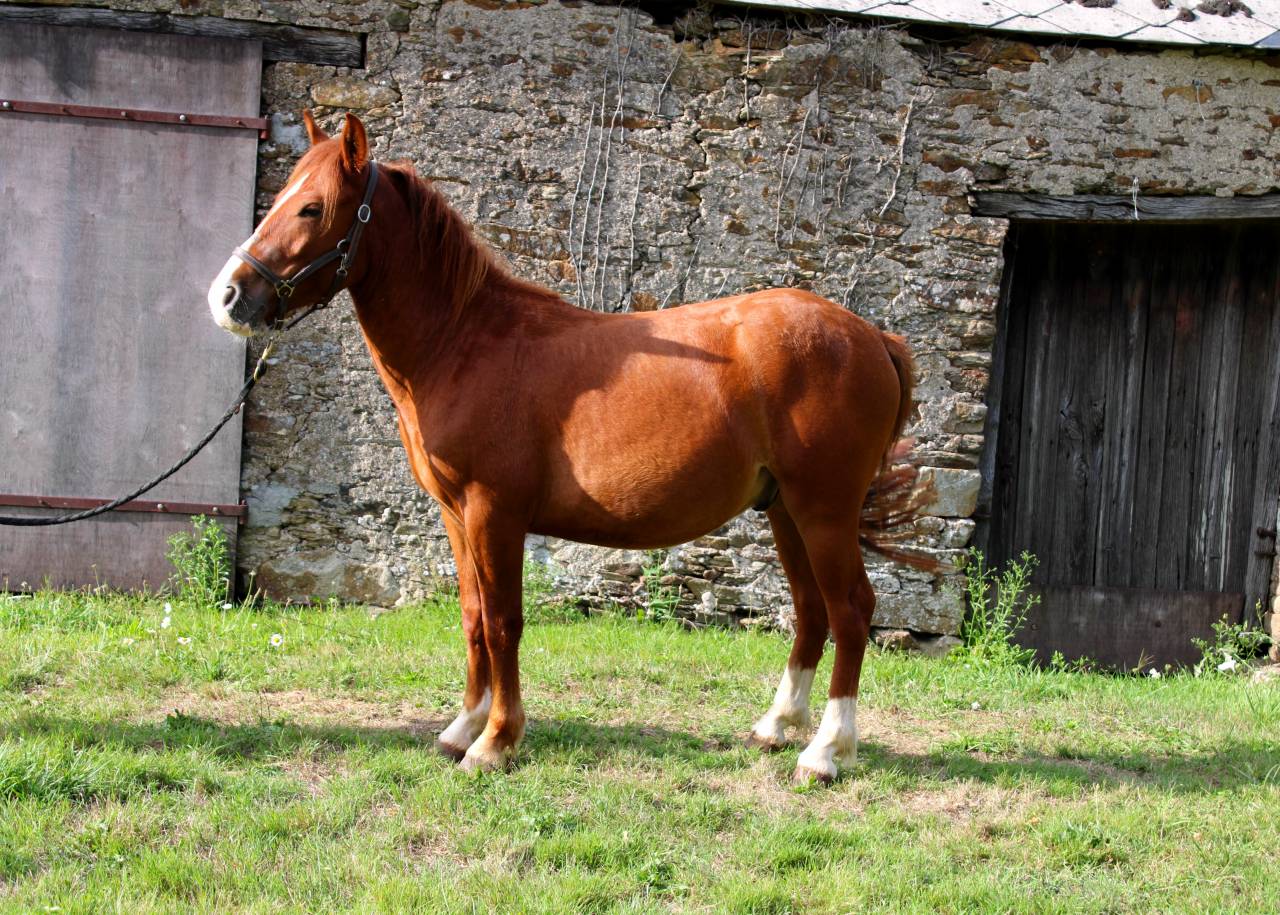 Gelding Other Pony Breed For sale 2023 Coloured