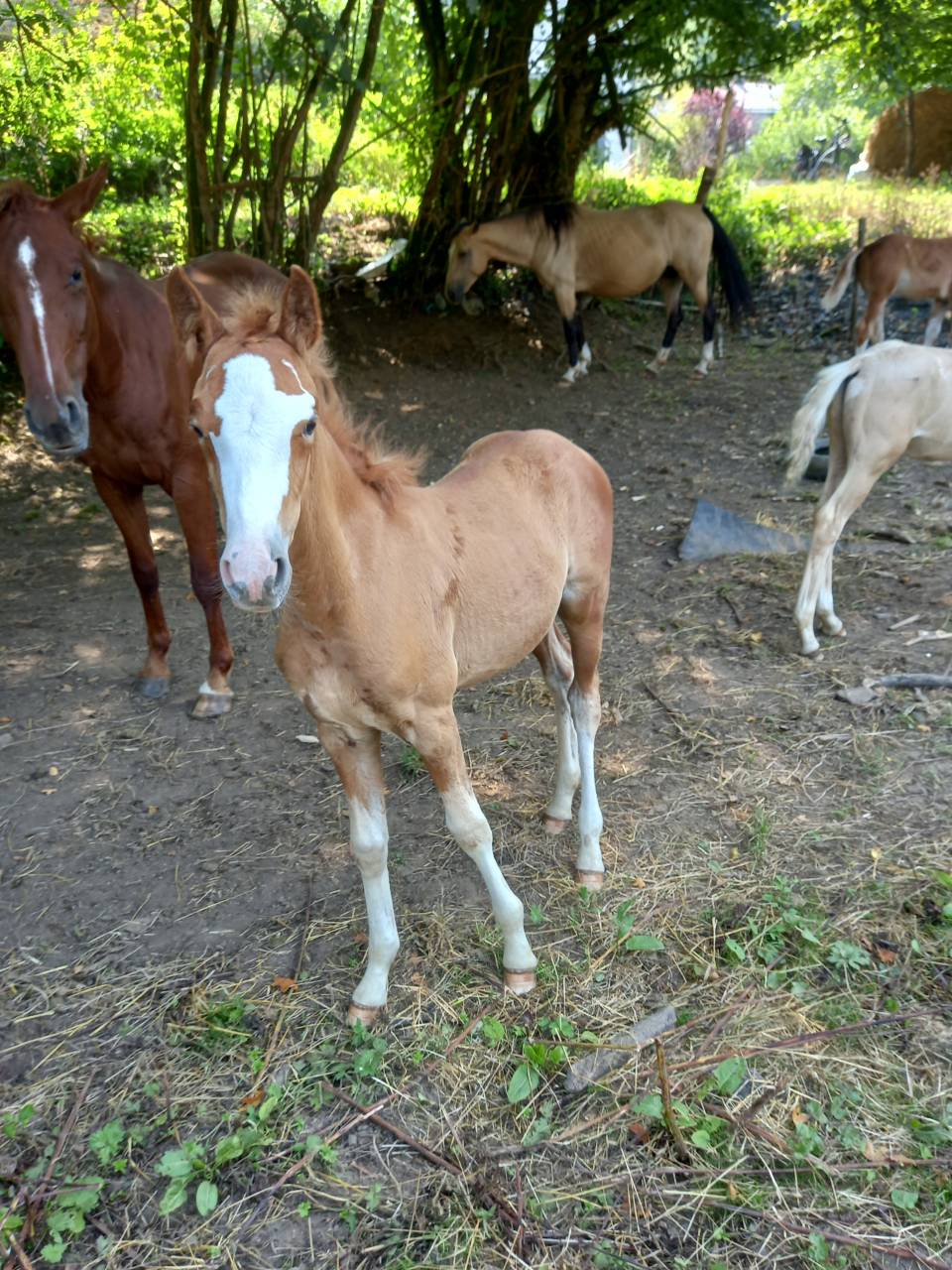 Colt Palomino For sale 2025 Palomino