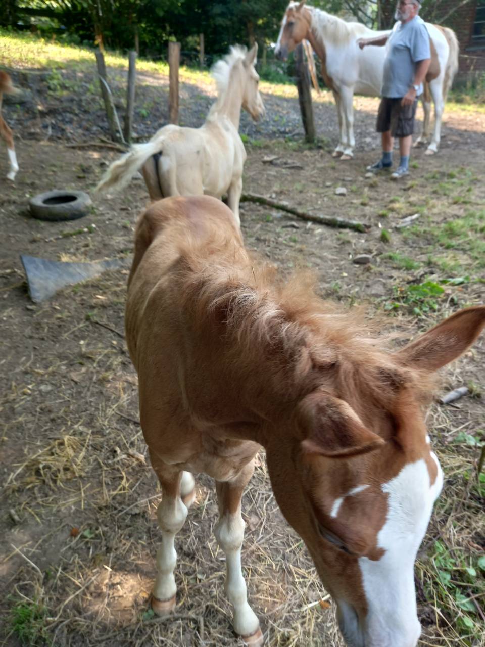 Colt Palomino For sale 2025 Palomino