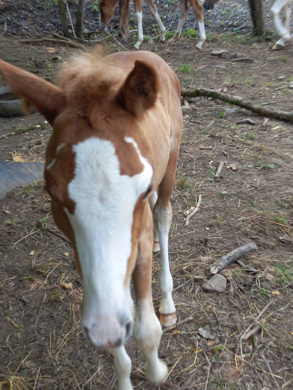 Colt Palomino For sale 2025 Palomino