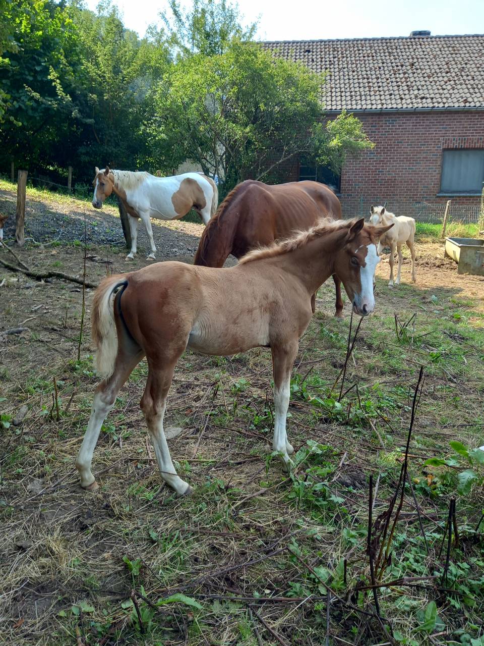 Colt Palomino For sale 2025 Palomino