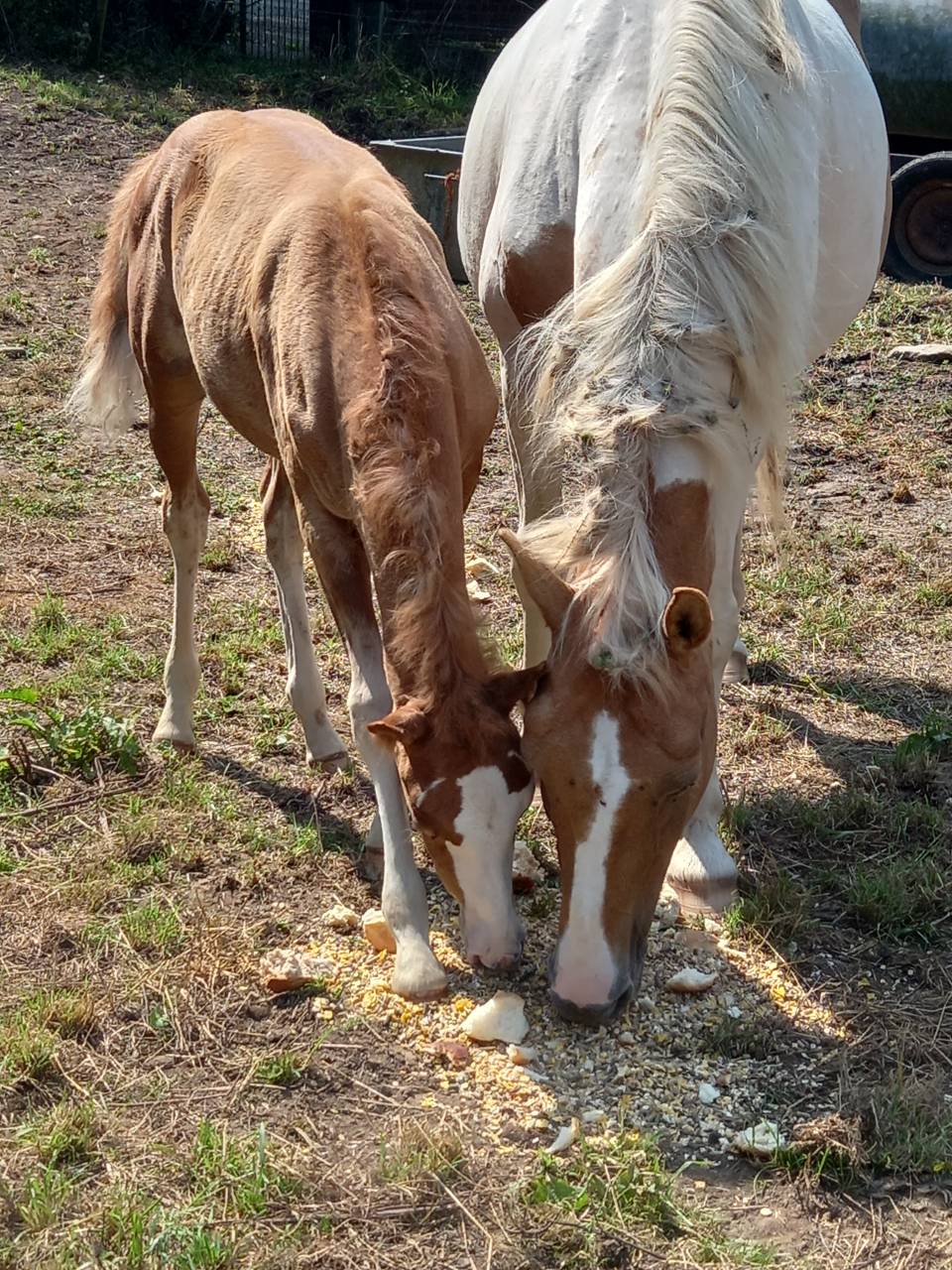 Colt Palomino For sale 2025 Palomino