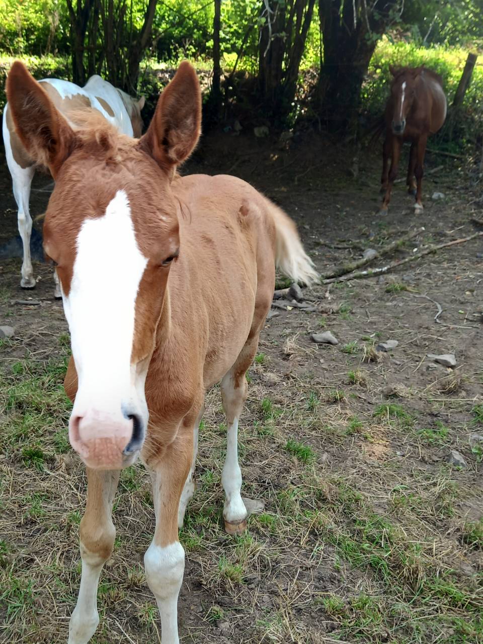 Colt Palomino For sale 2025 Palomino