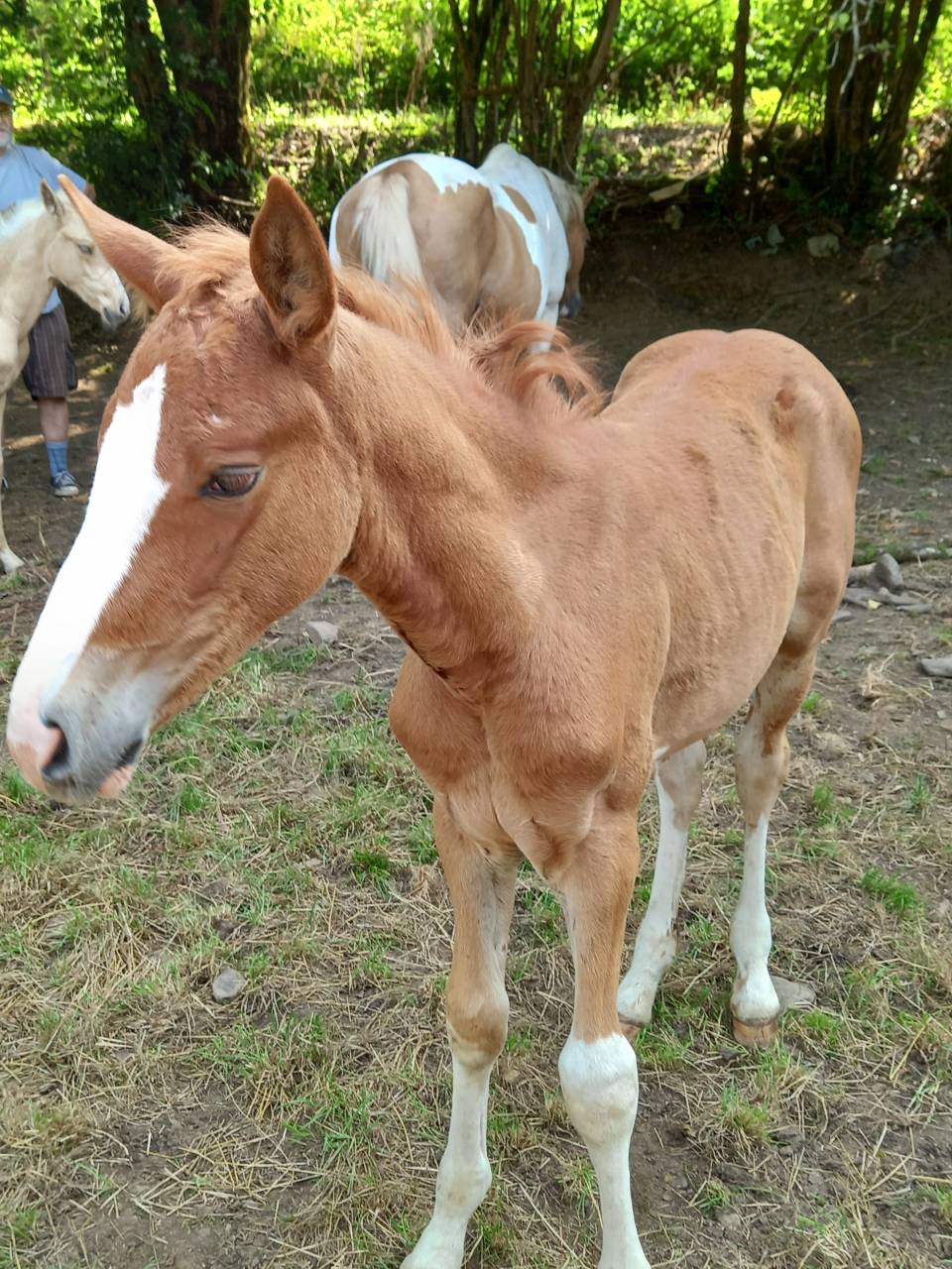 Colt Palomino For sale 2025 Palomino