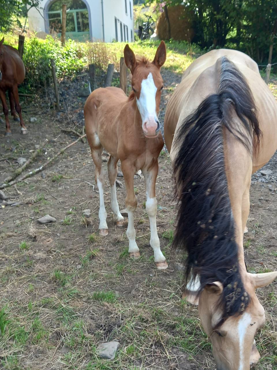 Colt Palomino For sale 2025 Palomino