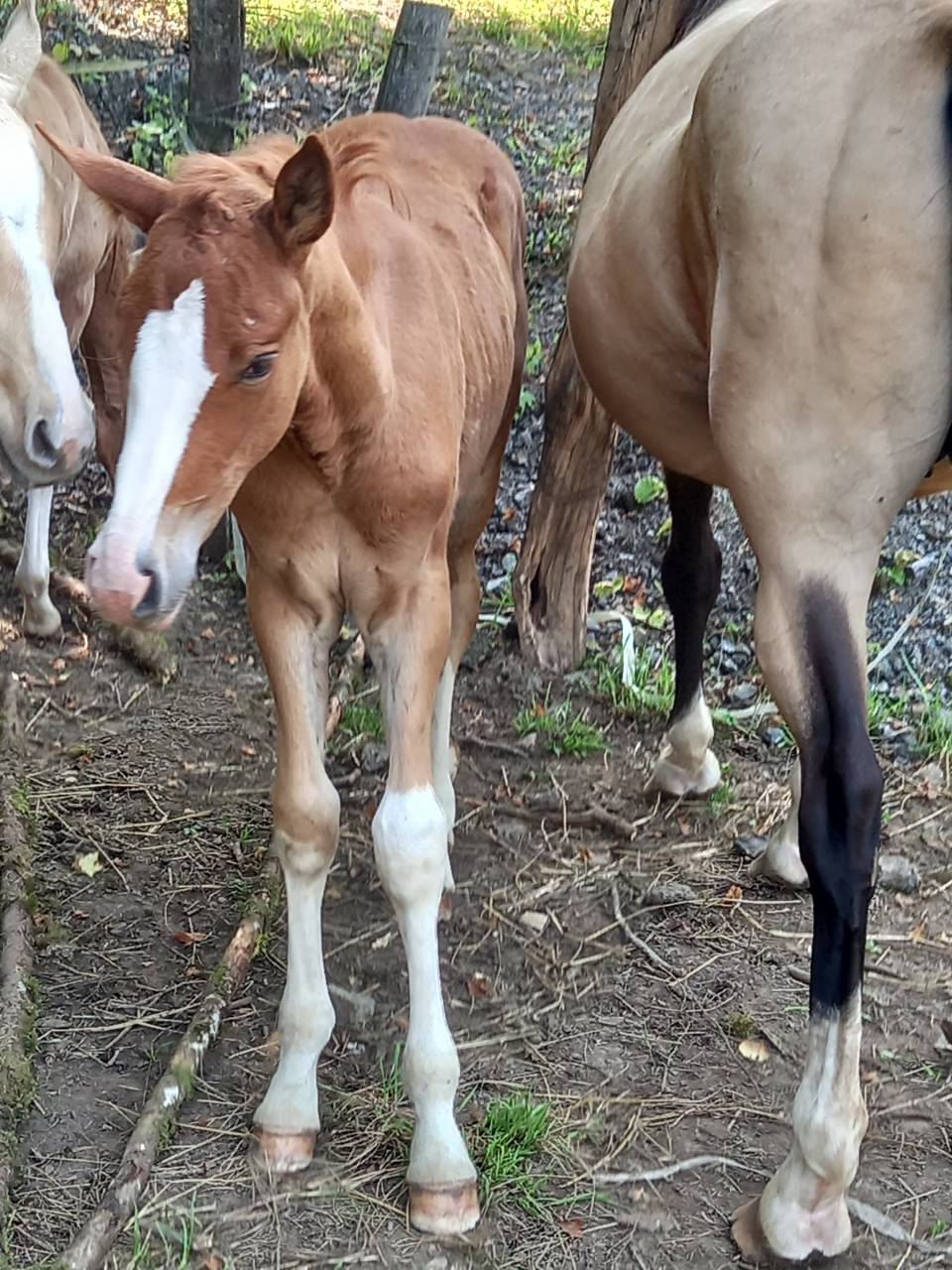 Colt Palomino For sale 2025 Palomino
