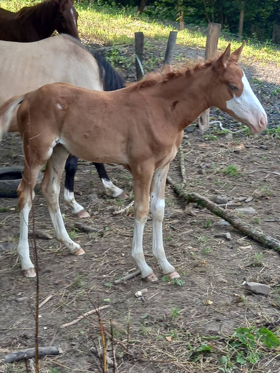 Colt Palomino For sale 2025 Palomino