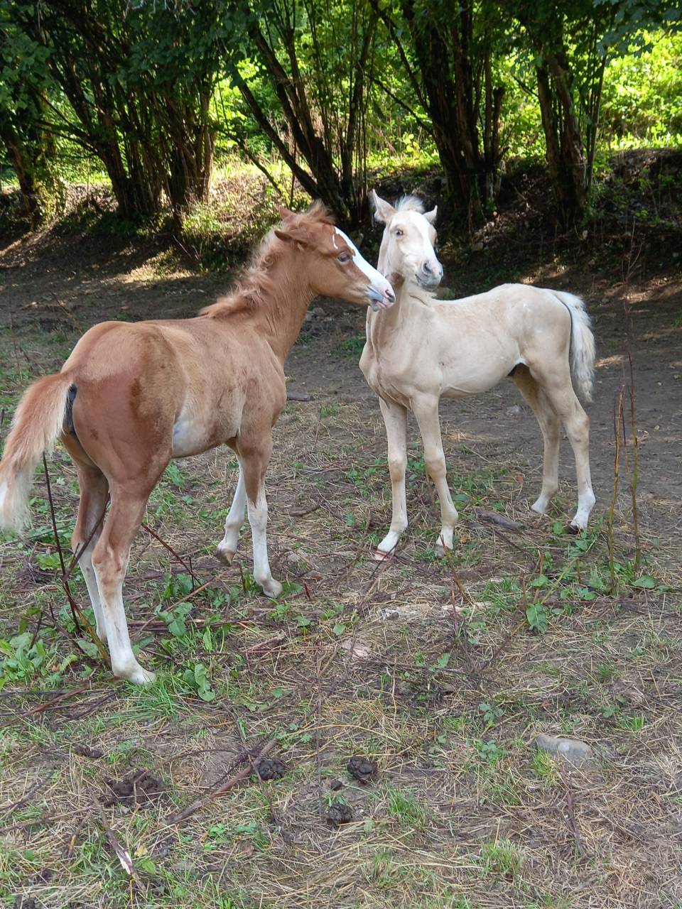 Colt Palomino For sale 2025 Palomino