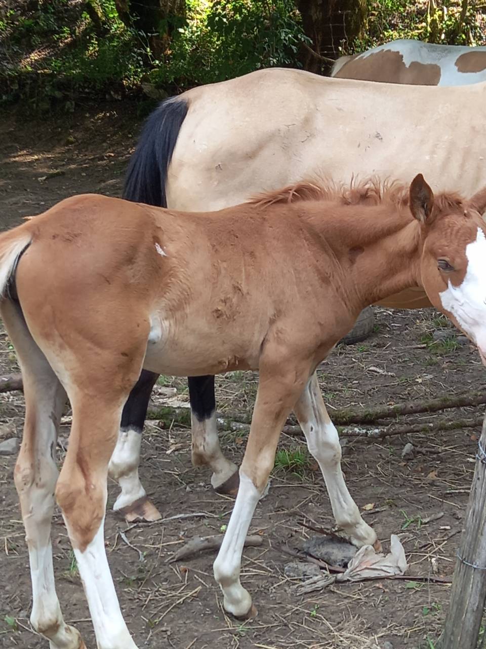 Colt Palomino For sale 2025 Palomino