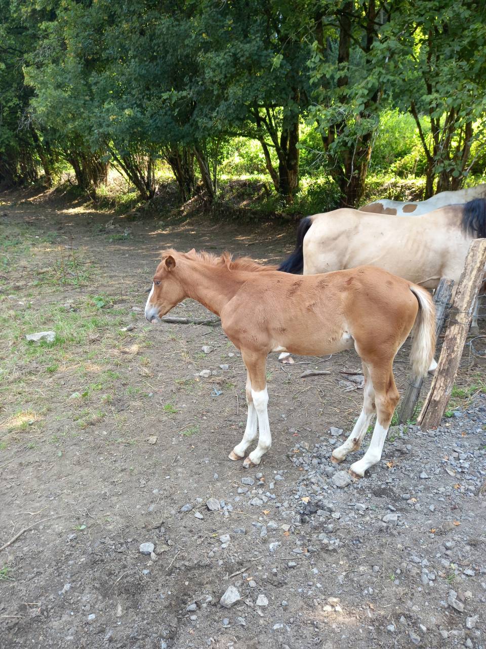 Colt Palomino For sale 2025 Palomino