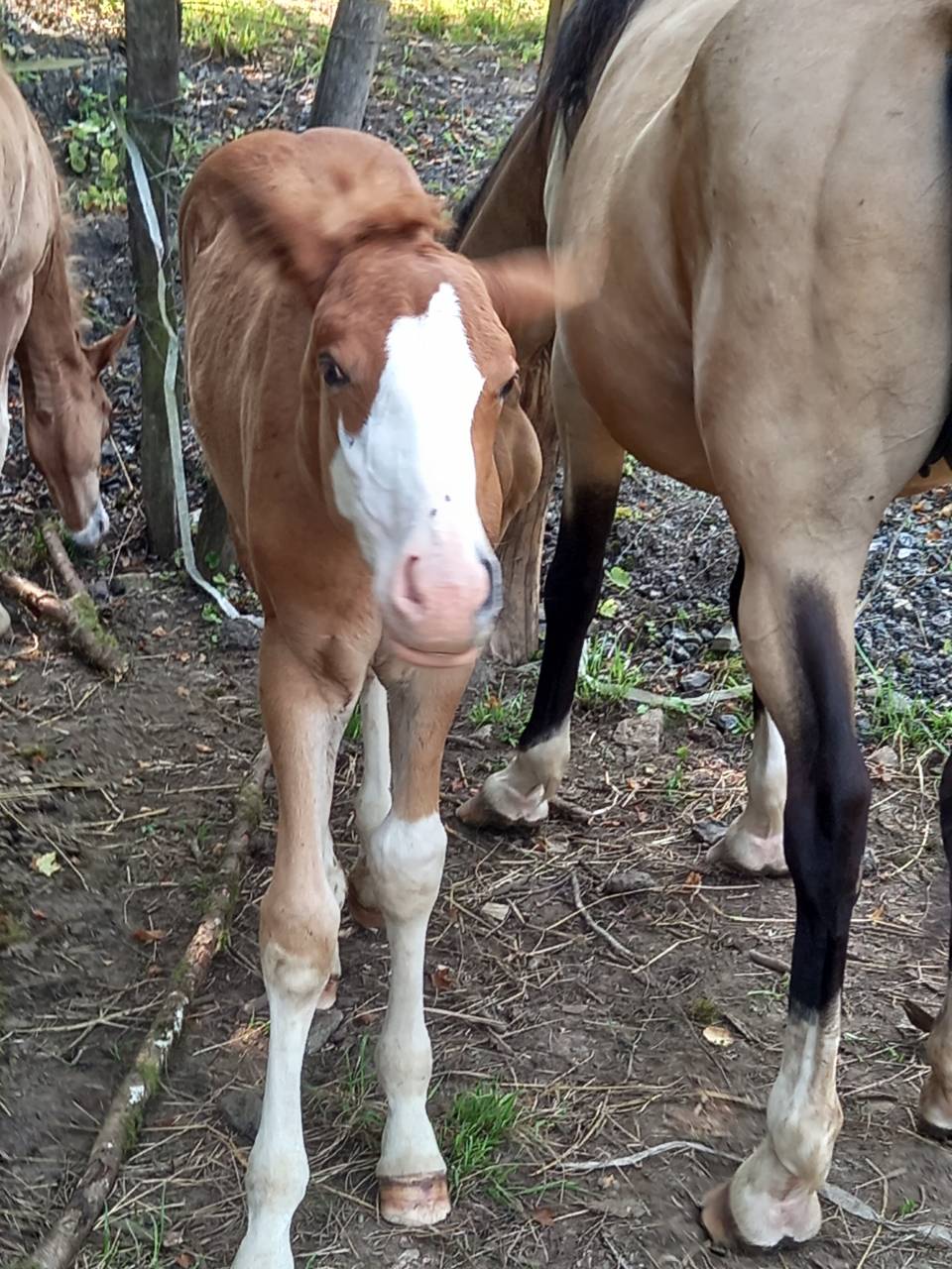 Colt Palomino For sale 2025 Palomino