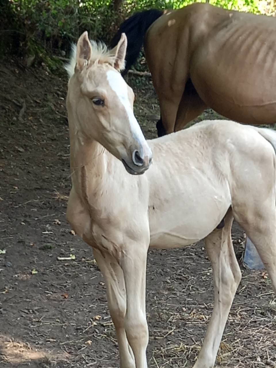 Colt Palomino For sale 2025 Palomino