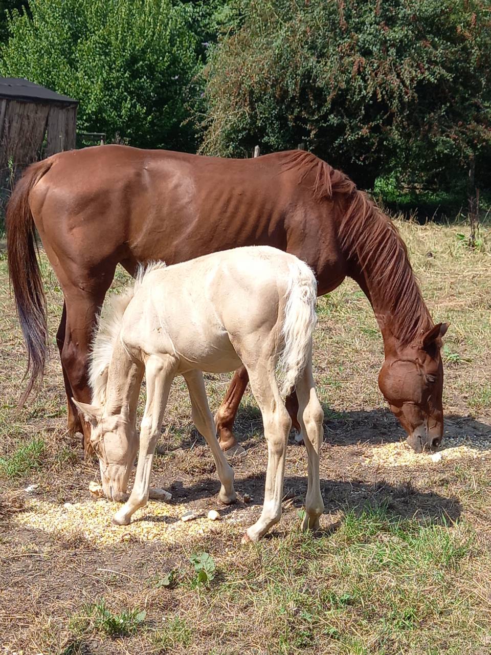 Colt Palomino For sale 2025 Palomino