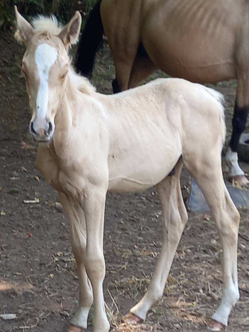 Colt Palomino For sale 2025 Palomino