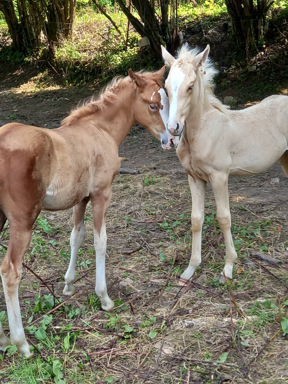 Colt Palomino For sale 2025 Palomino