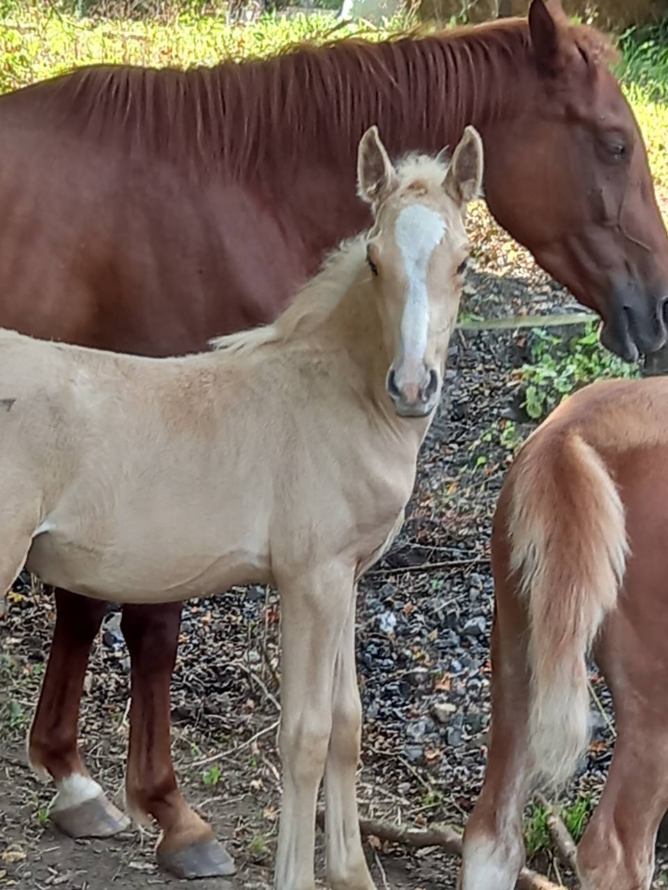 Colt Palomino For sale 2025 Palomino