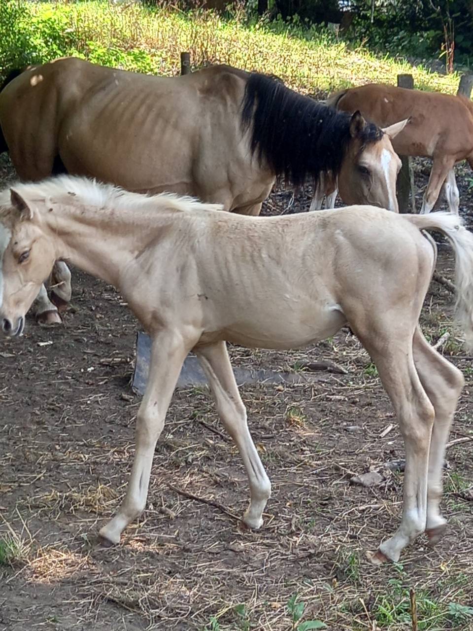 Colt Palomino For sale 2025 Palomino