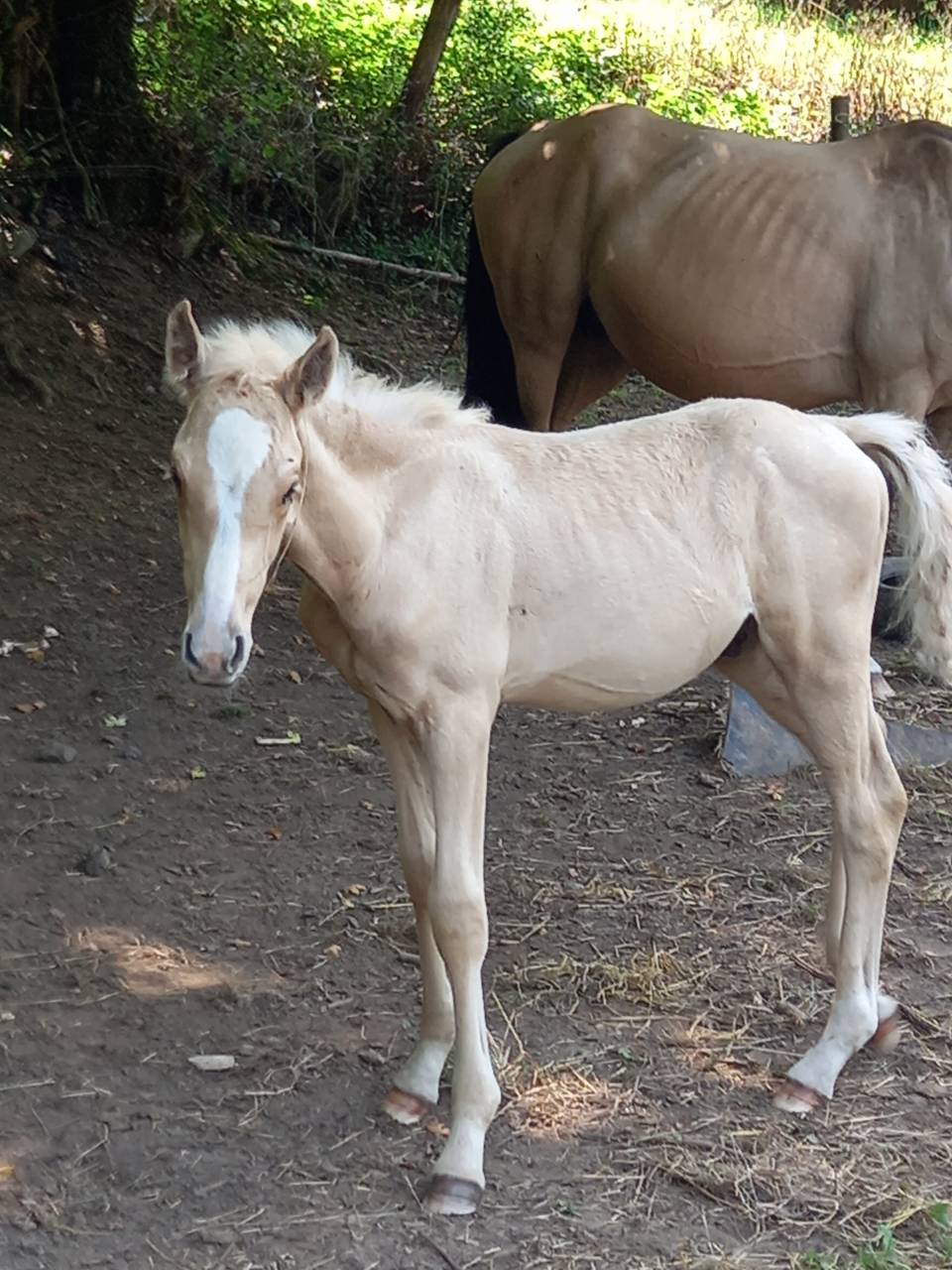 Colt Palomino For sale 2025 Palomino