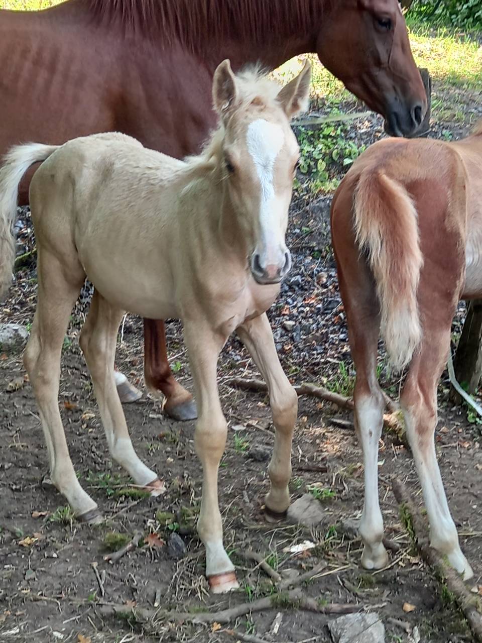 Colt Palomino For sale 2025 Palomino