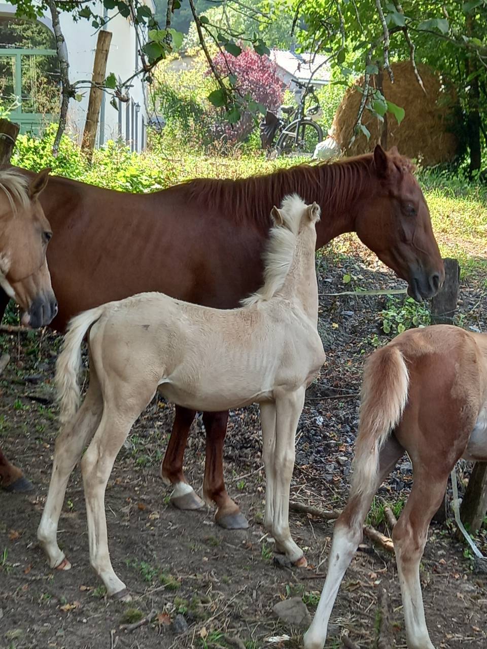 Colt Palomino For sale 2025 Palomino