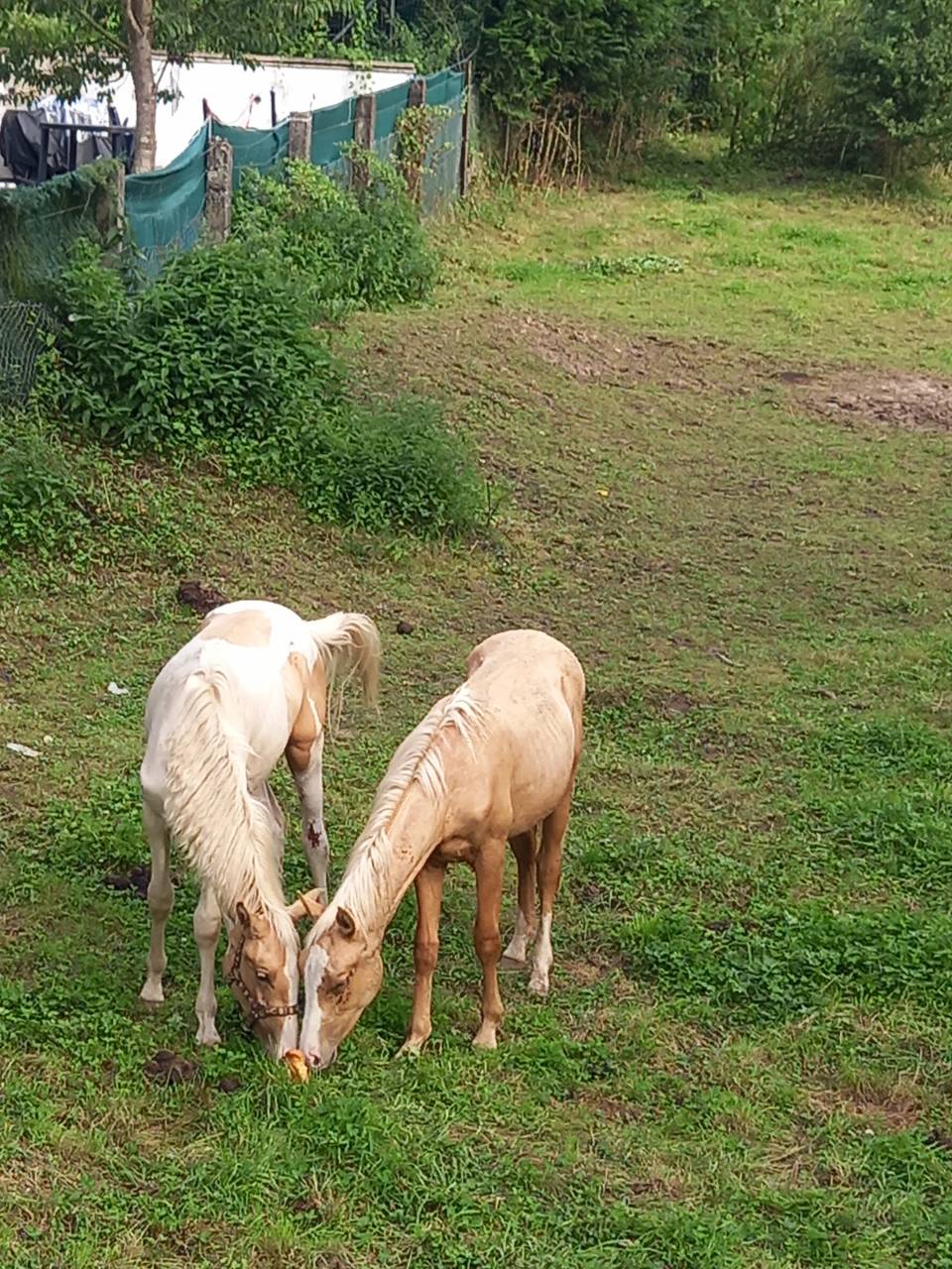 Colt Palomino For sale 2024 Palomino