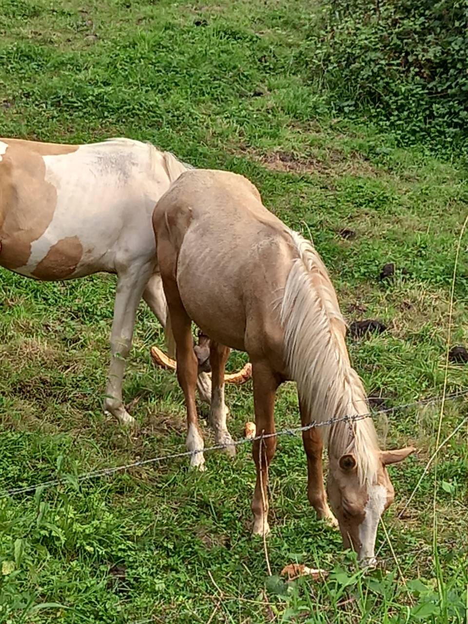 Colt Palomino For sale 2024 Palomino