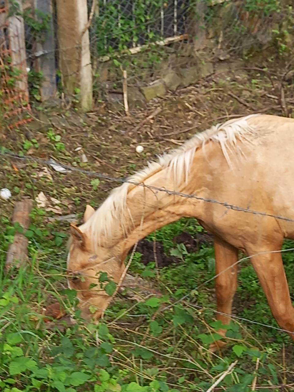 Colt Palomino For sale 2024 Palomino