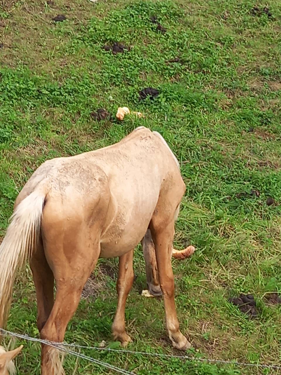 Colt Palomino For sale 2024 Palomino