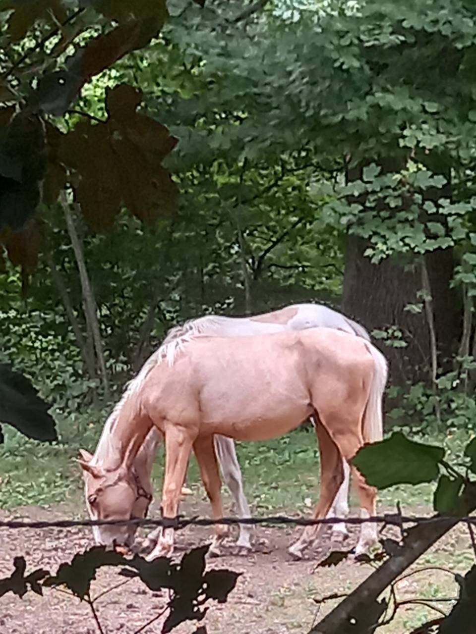 Colt Palomino For sale 2024 Palomino