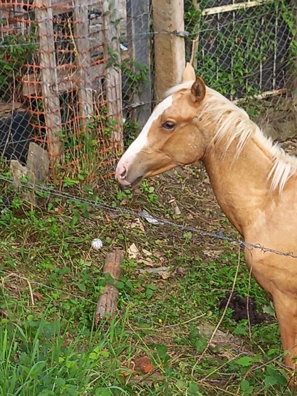 Colt Palomino For sale 2024 Palomino