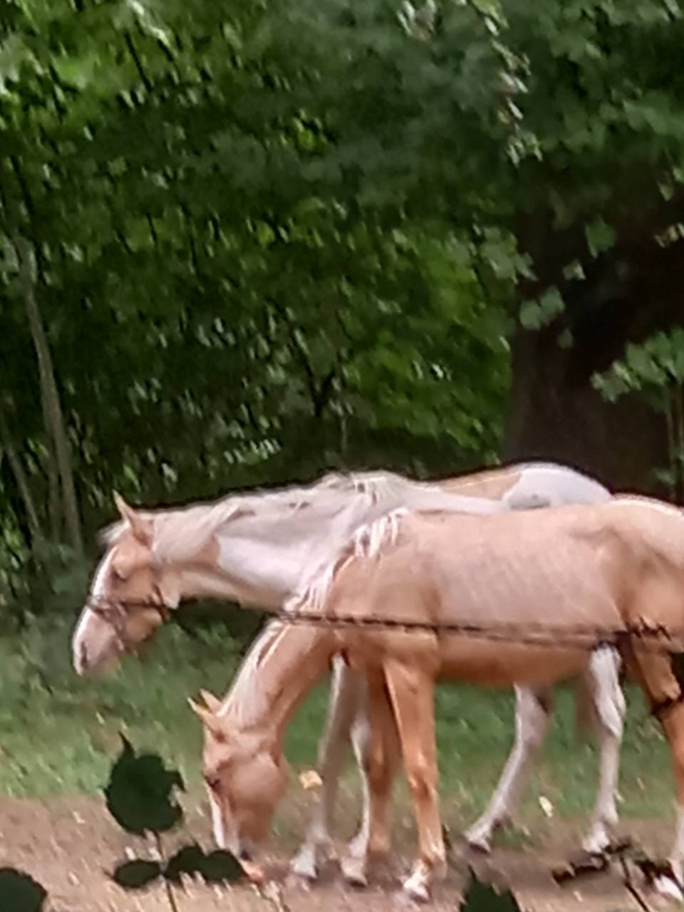 Colt Palomino For sale 2024 Palomino