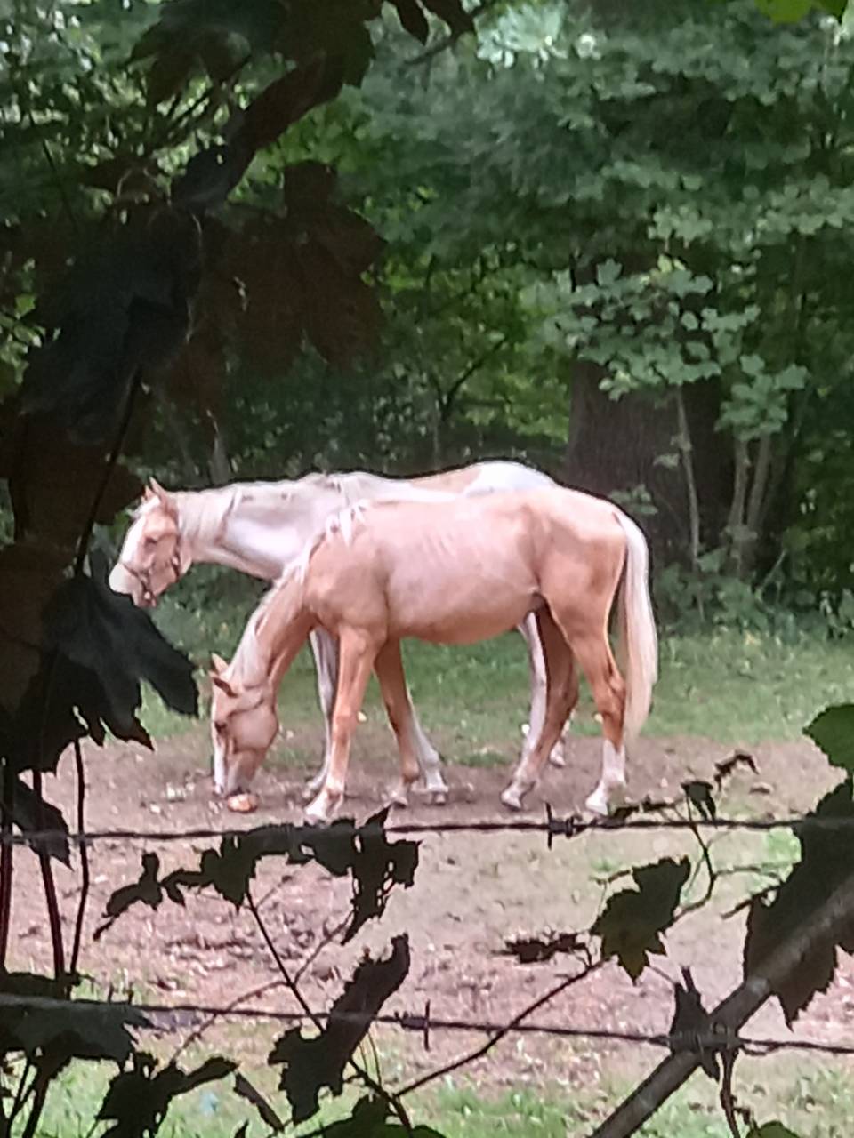 Colt Palomino For sale 2024 Palomino