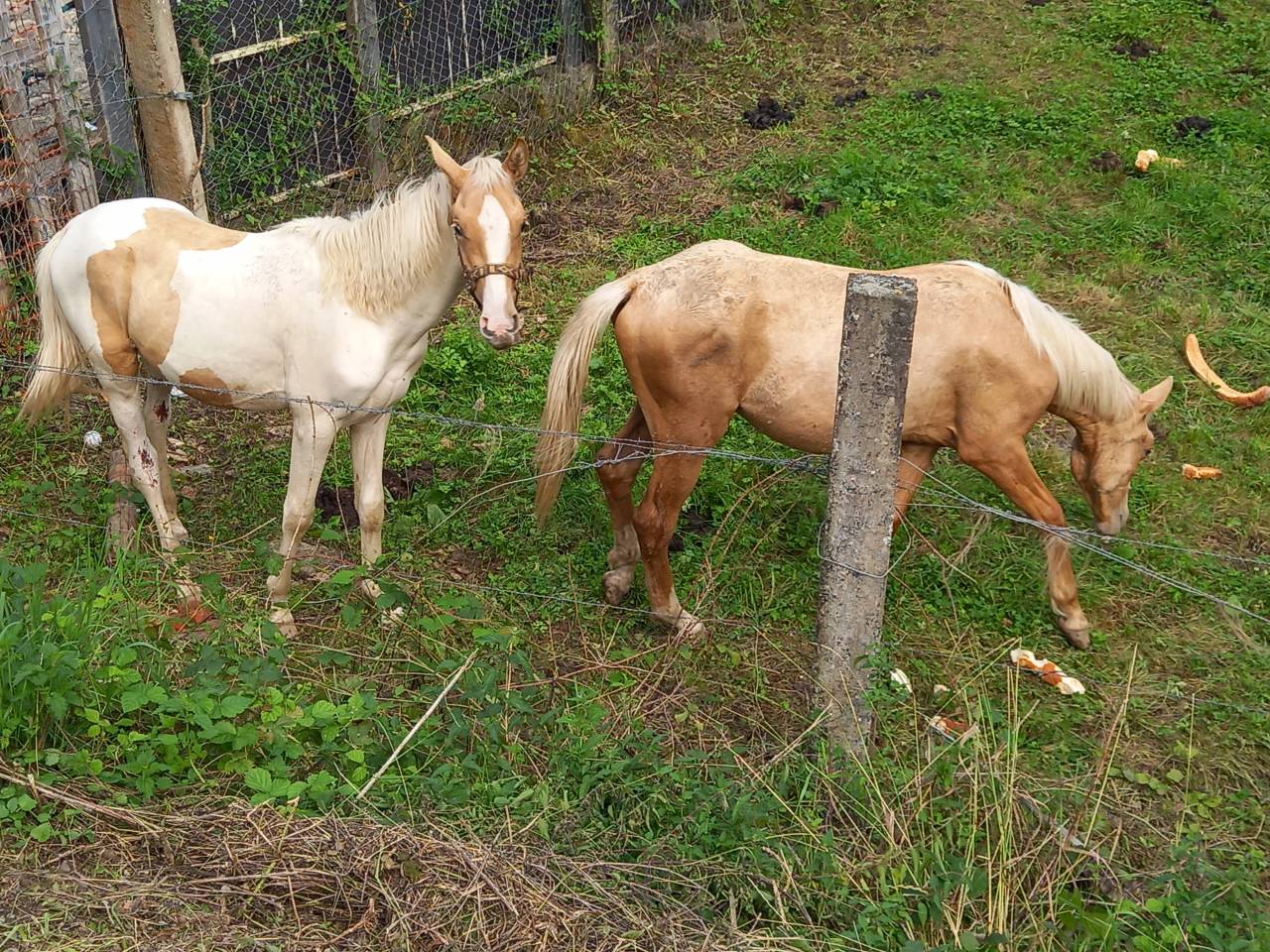 Colt Palomino For sale 2024 Palomino