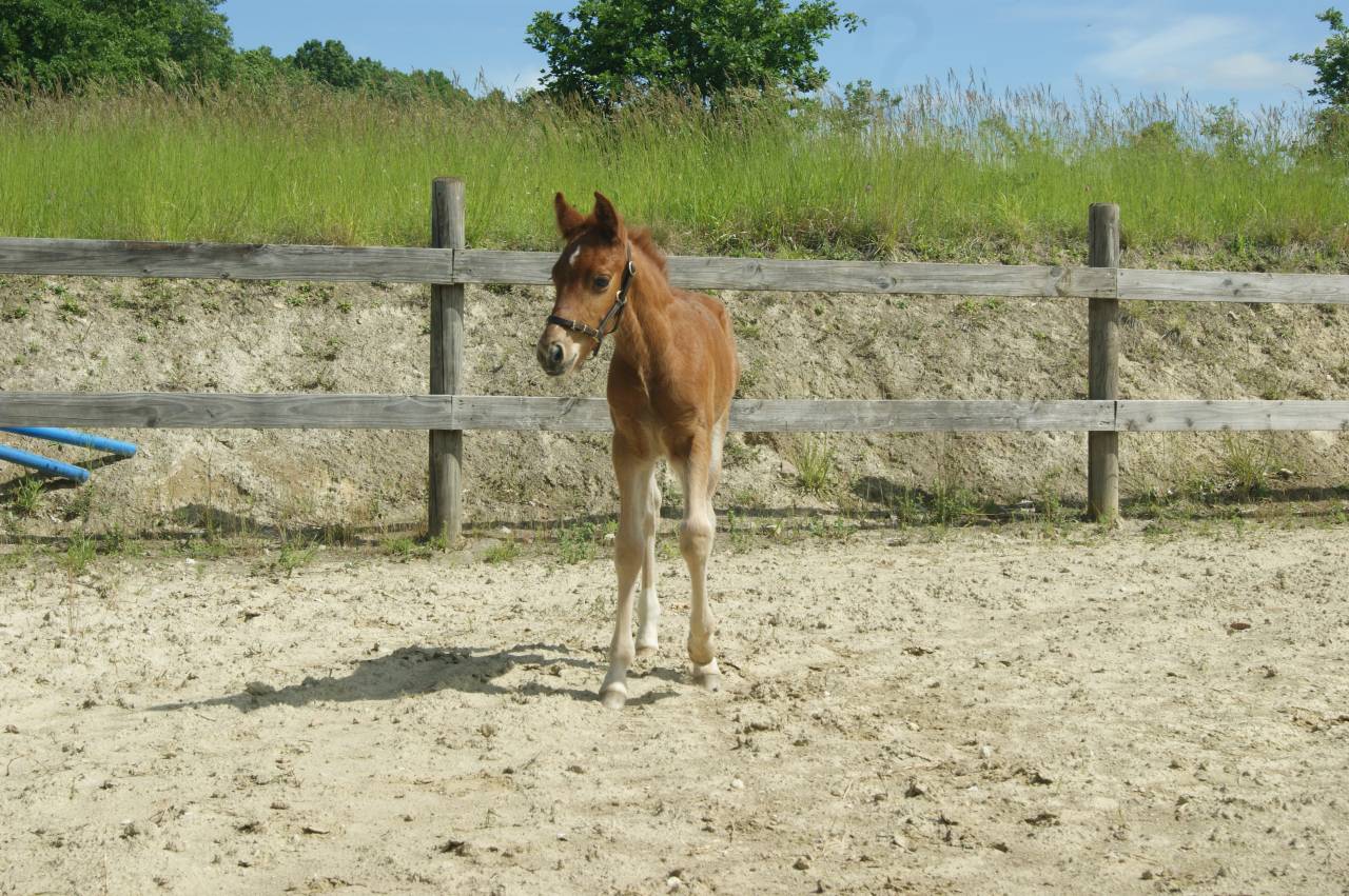 Colt New Forest For sale 2025 Liver chestnut