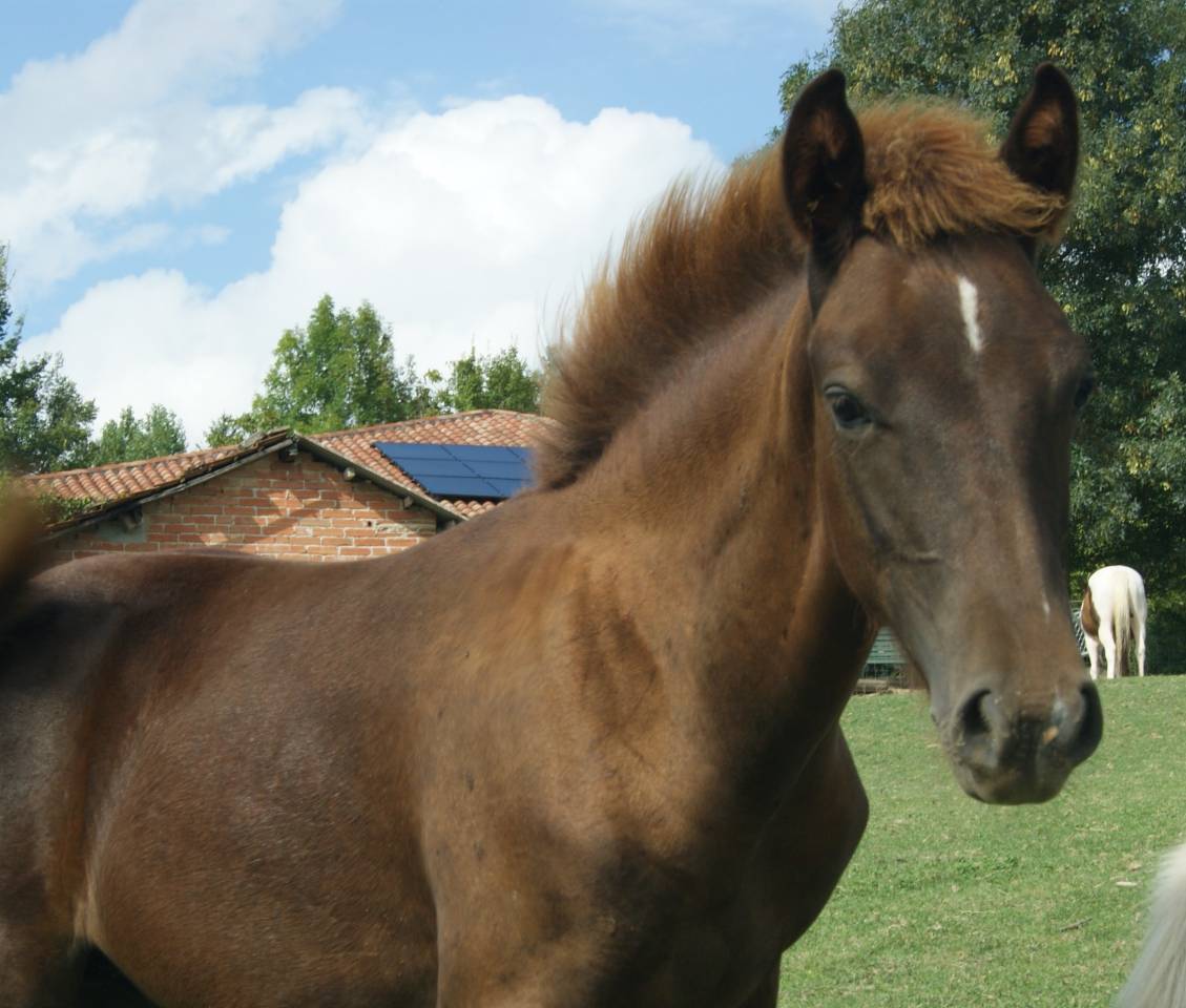 Colt New Forest For sale 2025 Liver chestnut