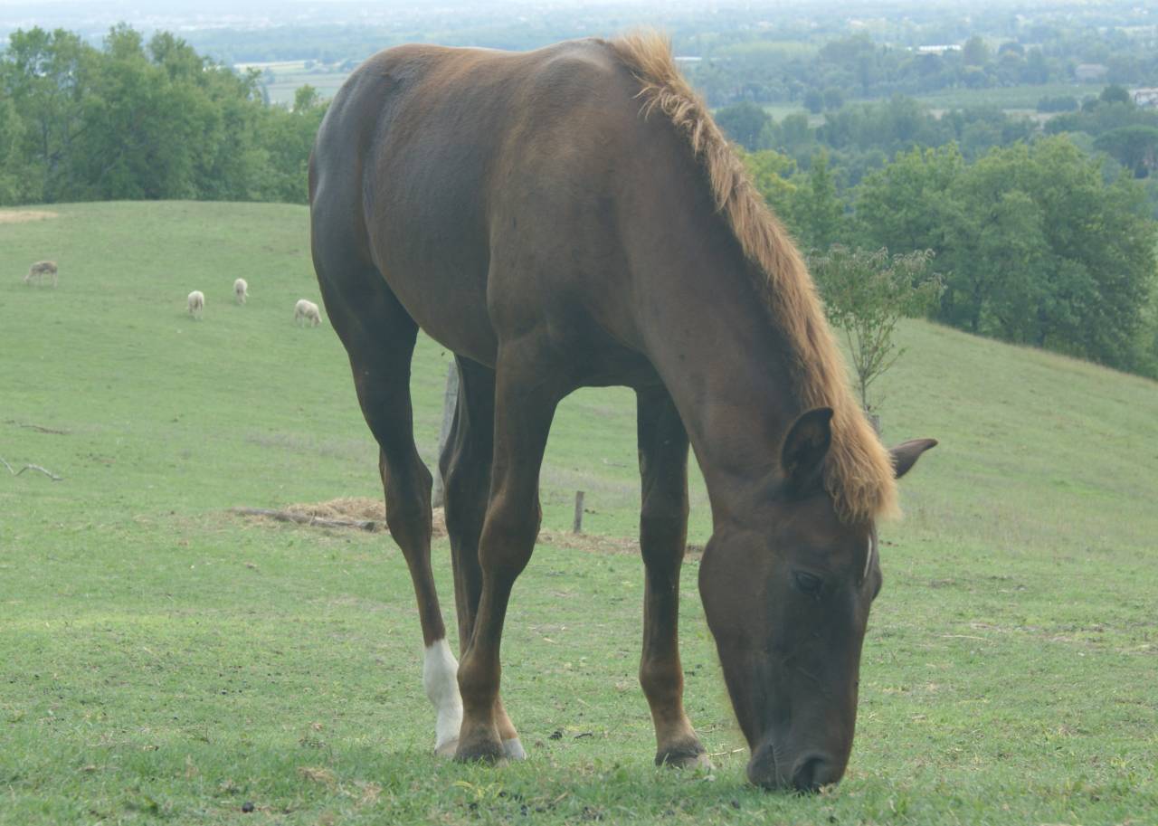 Colt New Forest For sale 2025 Liver chestnut