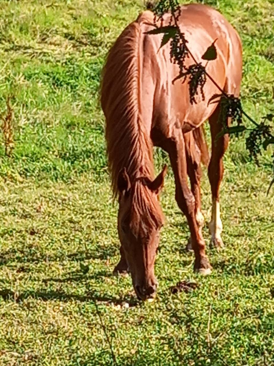 Mare Palomino For sale 2022 Chesnut