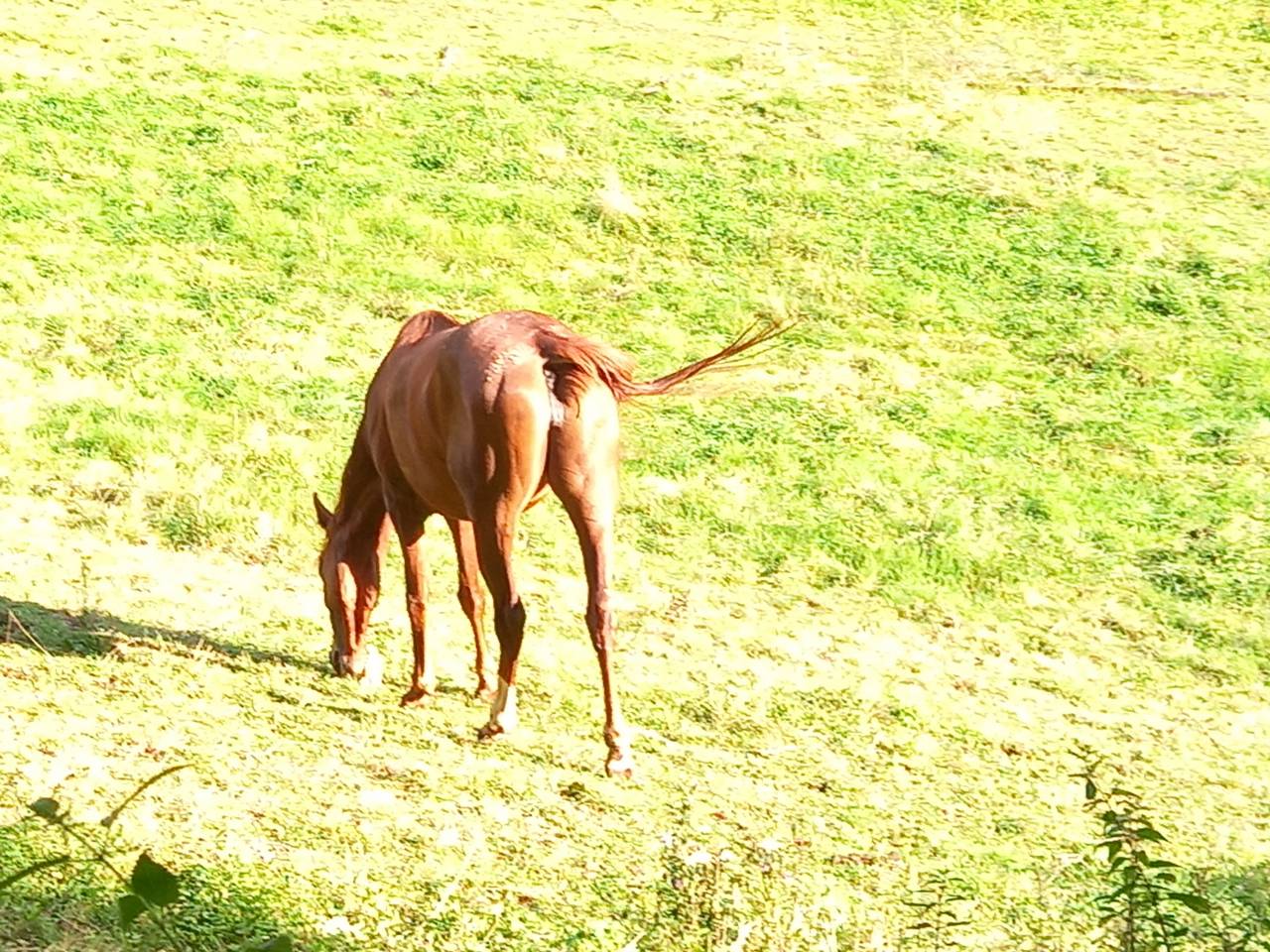 Mare Palomino For sale 2022 Chesnut