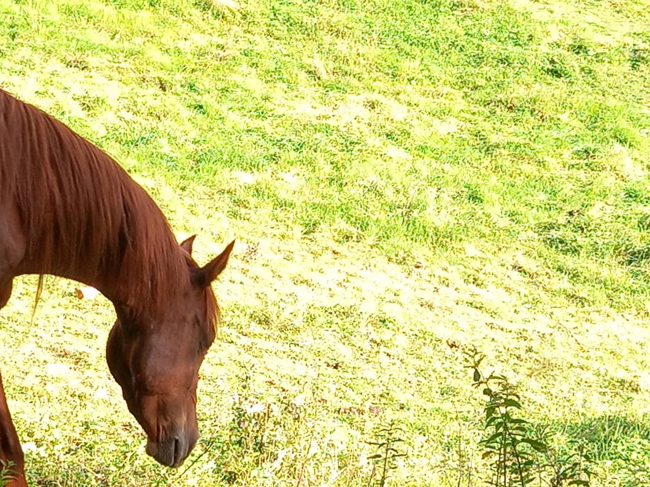 Mare Palomino For sale 2022 Chesnut