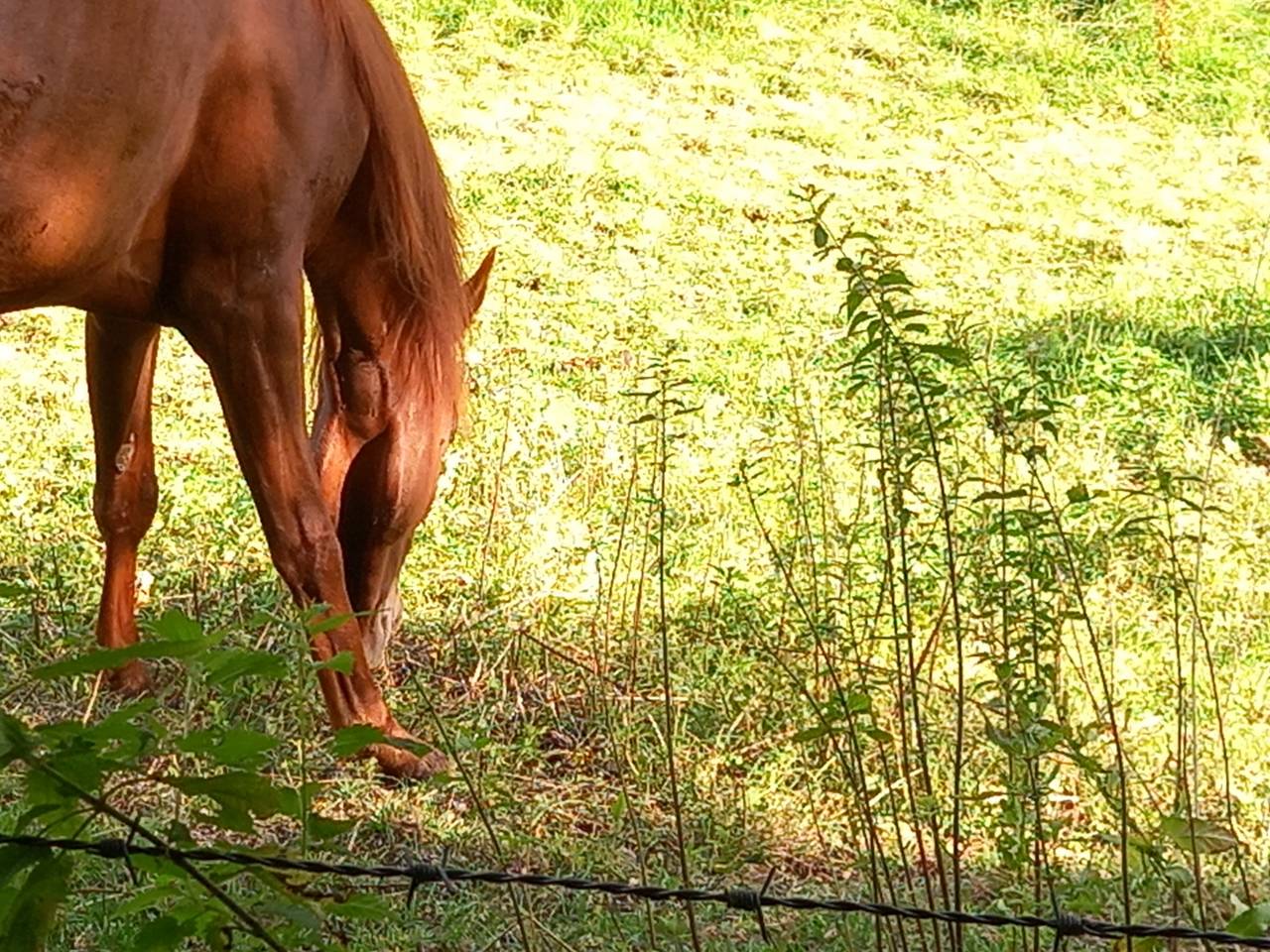 Mare Palomino For sale 2022 Chesnut