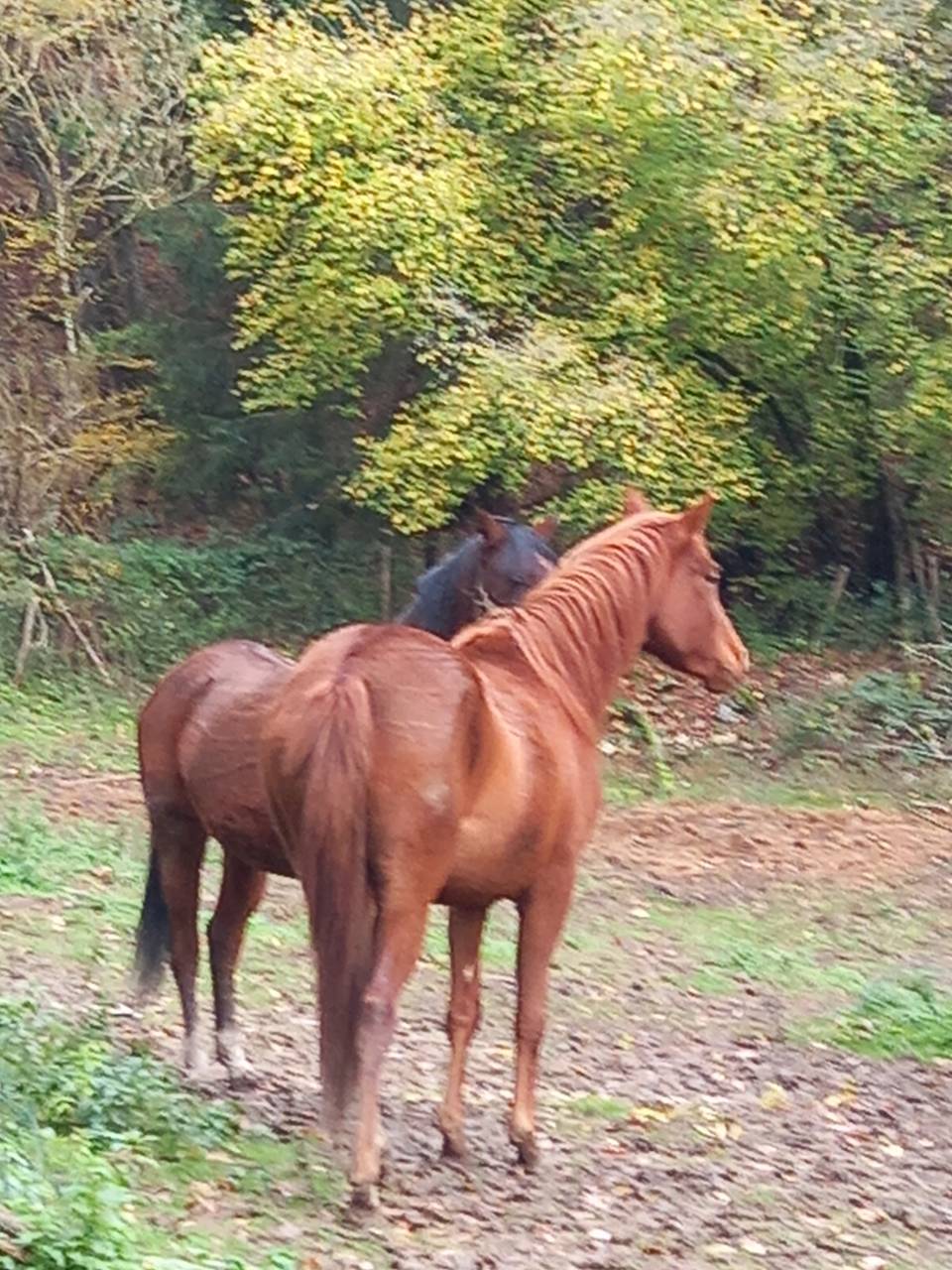 Mare Palomino For sale 2022 Chesnut