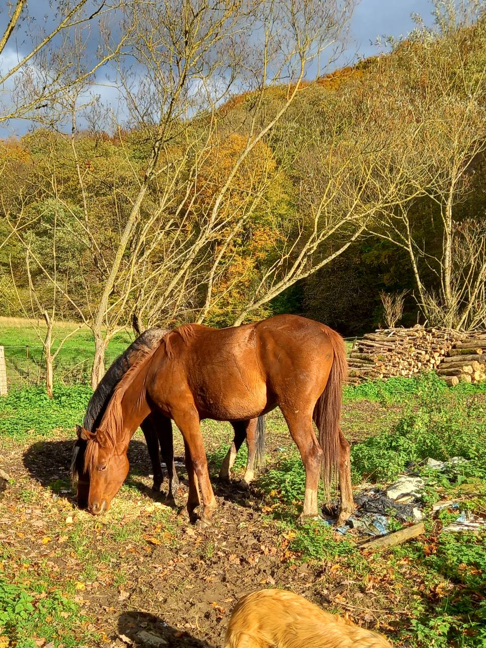 Mare Palomino For sale 2022 Chesnut