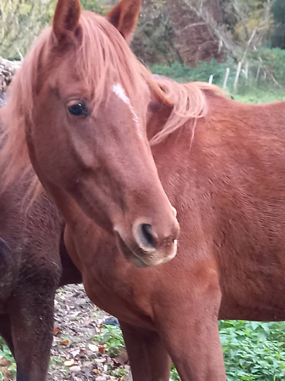 Mare Palomino For sale 2022 Chesnut