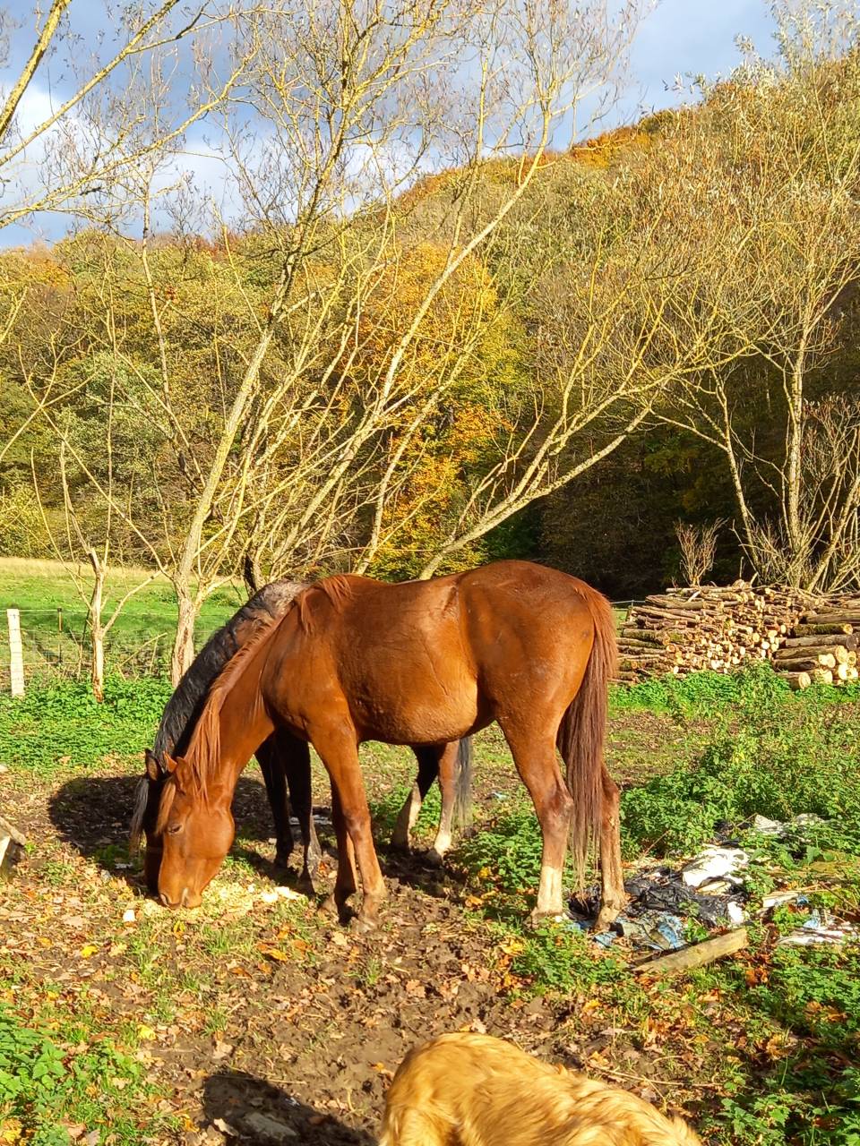 Mare Palomino For sale 2022 Chesnut