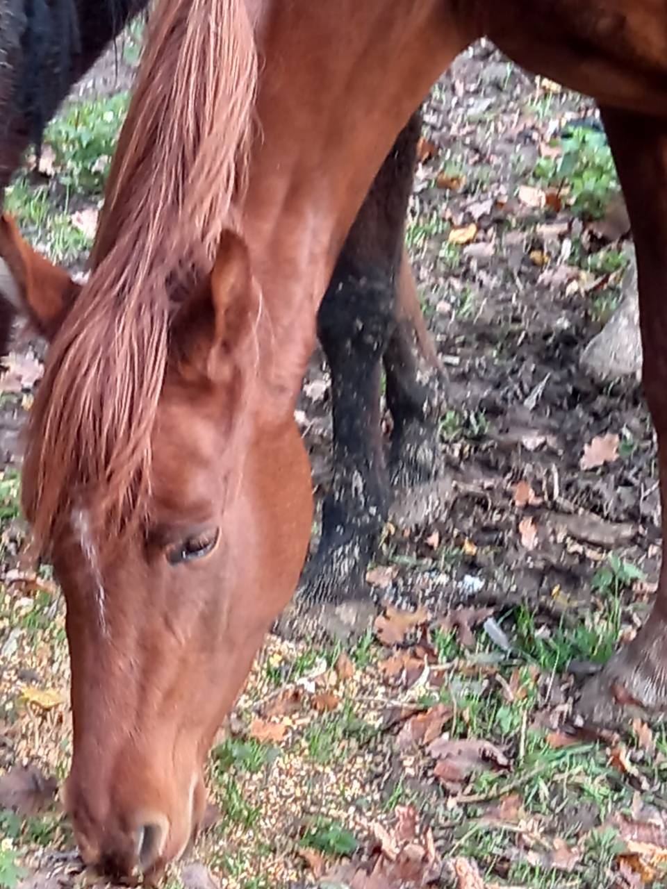 Mare Palomino For sale 2022 Chesnut