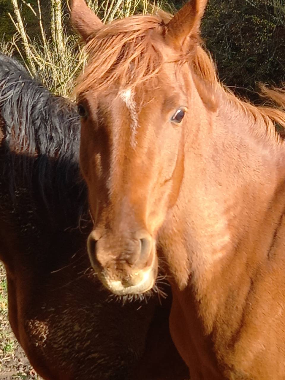 Mare Palomino For sale 2022 Chesnut